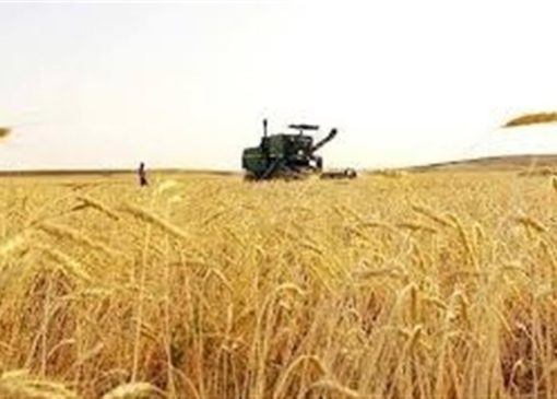 آغاز خرید تضمینی گندم با پرداخت علی الحساب