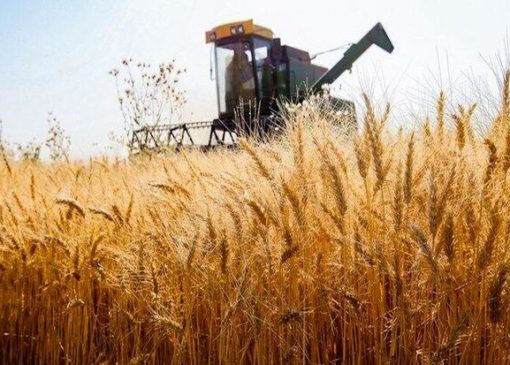 پیش‌بینی تولید ۵۳۰ هزار تن گندم در استان اردبیل