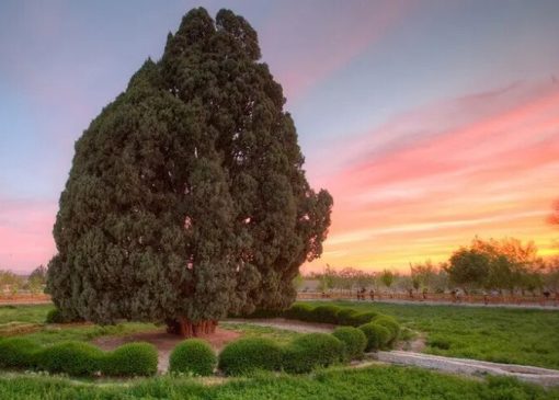 سرو ۴۵۰۰ ساله ابرکوه؛ پاسخ تاریخی «پزشکیان» به غرور «ترامپ»
