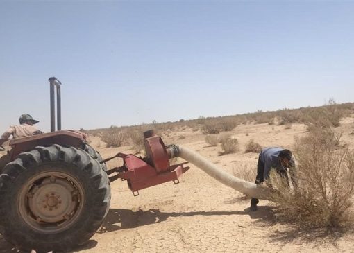 ملخ‌های بومی برای تولید خوراک طیور و آبزیان جارو می‌شوند