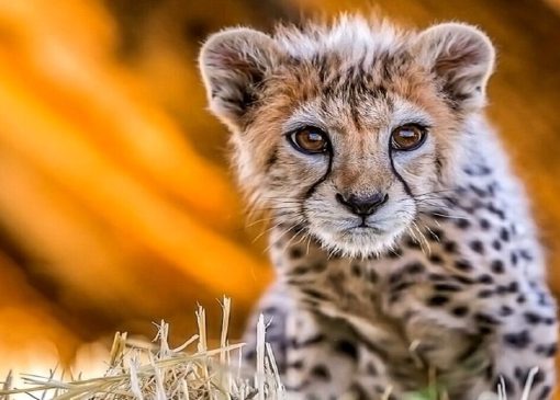 چرا سرنوشت هر توله یوز ایرانی خبرساز می‌شود؟