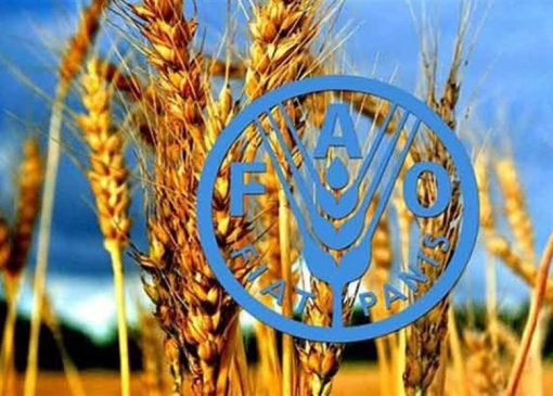 پیش بینی فائو از رشد دو رقمی تولید گندم ایران در سال زراعی جاری