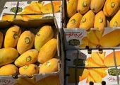 آغاز ثبت سفارش واردات انبه و چای