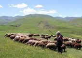 افزایش تولید دام سبک و گوشت قرمز دامداران عشایری