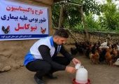طیور بومی استان تهران علیه نیوکاسل رایگان واکسینه شدند
