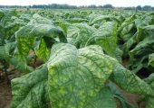 نرخ جدید مالیات و عوارض ارزش افزوده محصولات دخانی وارداتی اعلام شد