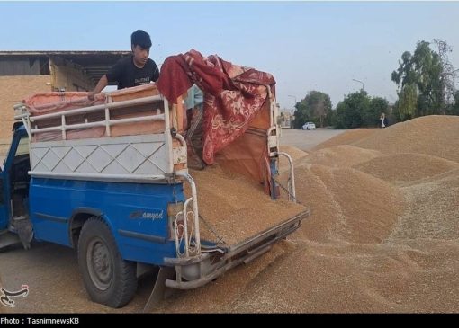 ورود دلالان با پول نقد به بازار گندم با قیمت 38 تا 44 هزار تومان