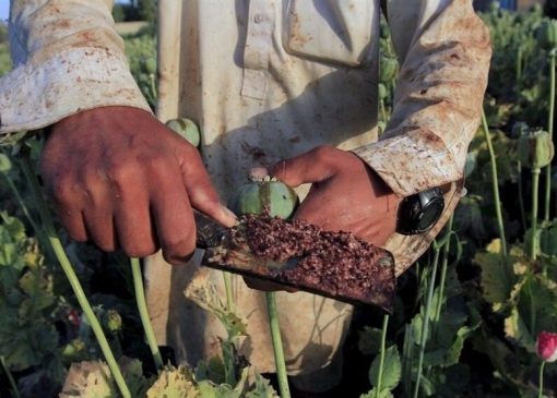 کشت شقایق الیفرا تصویب شده است