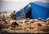 گوشت عشایری با برند استانی به بازار عرضه می‌شود