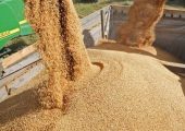 تولید داخل جایگزین 40 درصد جو وارداتی شد