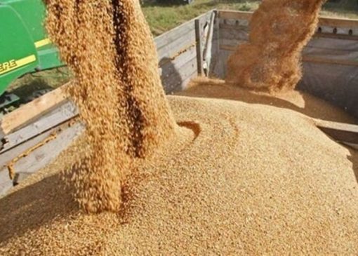 تولید داخل جایگزین 40 درصد جو وارداتی شد