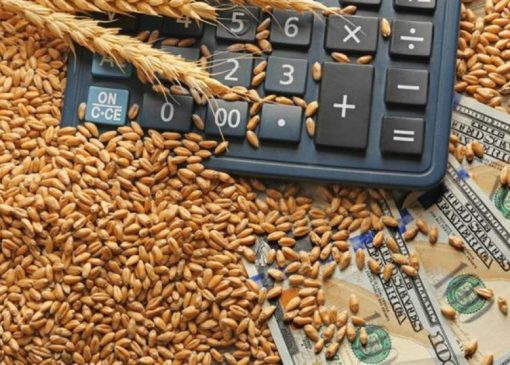 ثبت سفارش واردات گندم دامی آغاز شد