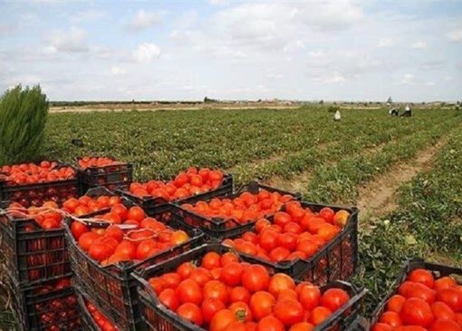صادرات گوجه‌فرنگی پس از 3 هفته دوباره آزاد شد